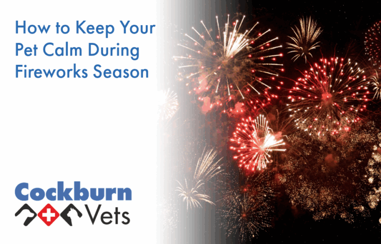 How to keep your pet calm during fireworks | Cockburn Vets