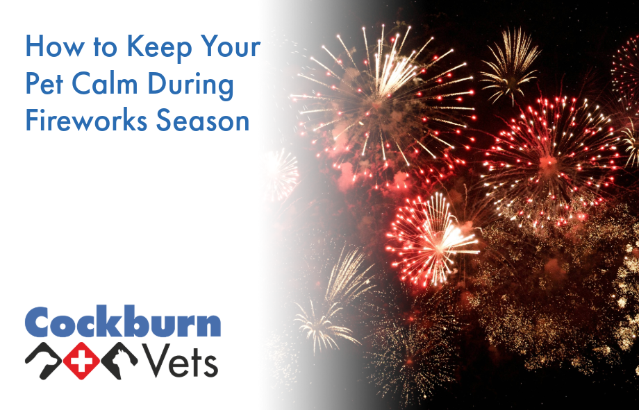 How to keep your pet calm during fireworks | Cockburn Vets