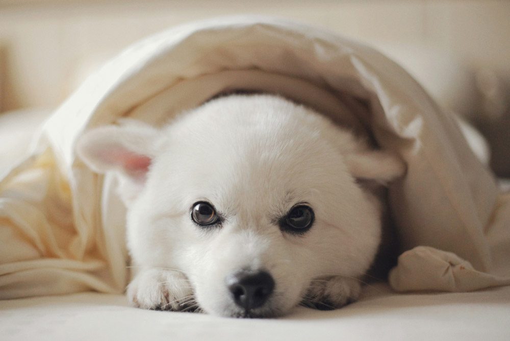 How to keep your pet calm during fireworks | Cockburn Vets