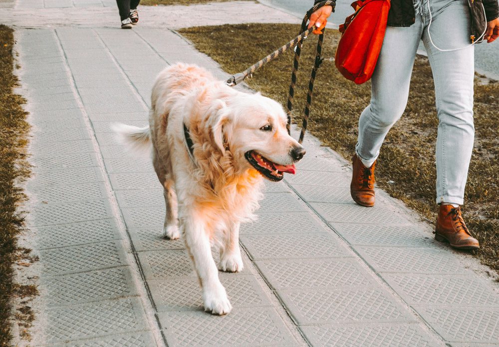 How to keep your pet calm during fireworks | Cockburn Vets