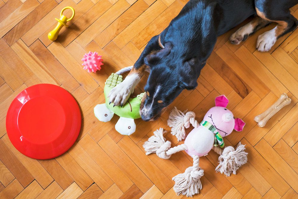How to keep your pet calm during fireworks | Cockburn Vets
