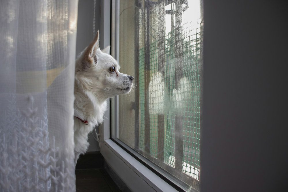 How to keep your pet calm during fireworks | Cockburn Vets