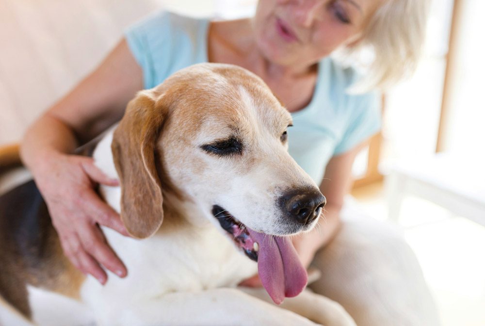 How to keep your pet calm during fireworks | Cockburn Vets