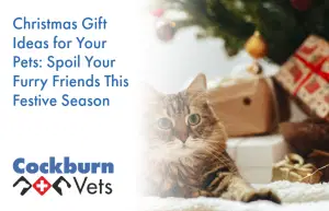 Christmas gift ideas for your pets | Cockburn Vets