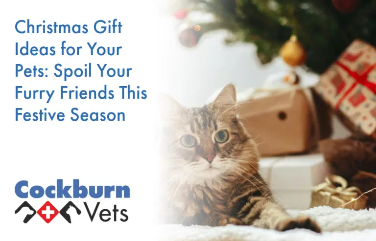 Christmas gift ideas for your pets | Cockburn Vets