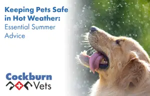Keeping pets safe in hot weather | Cockburn Vets
