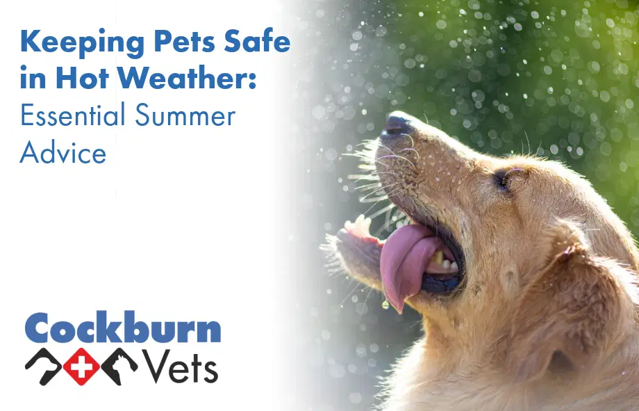 Keeping pets safe in hot weather | Cockburn Vets